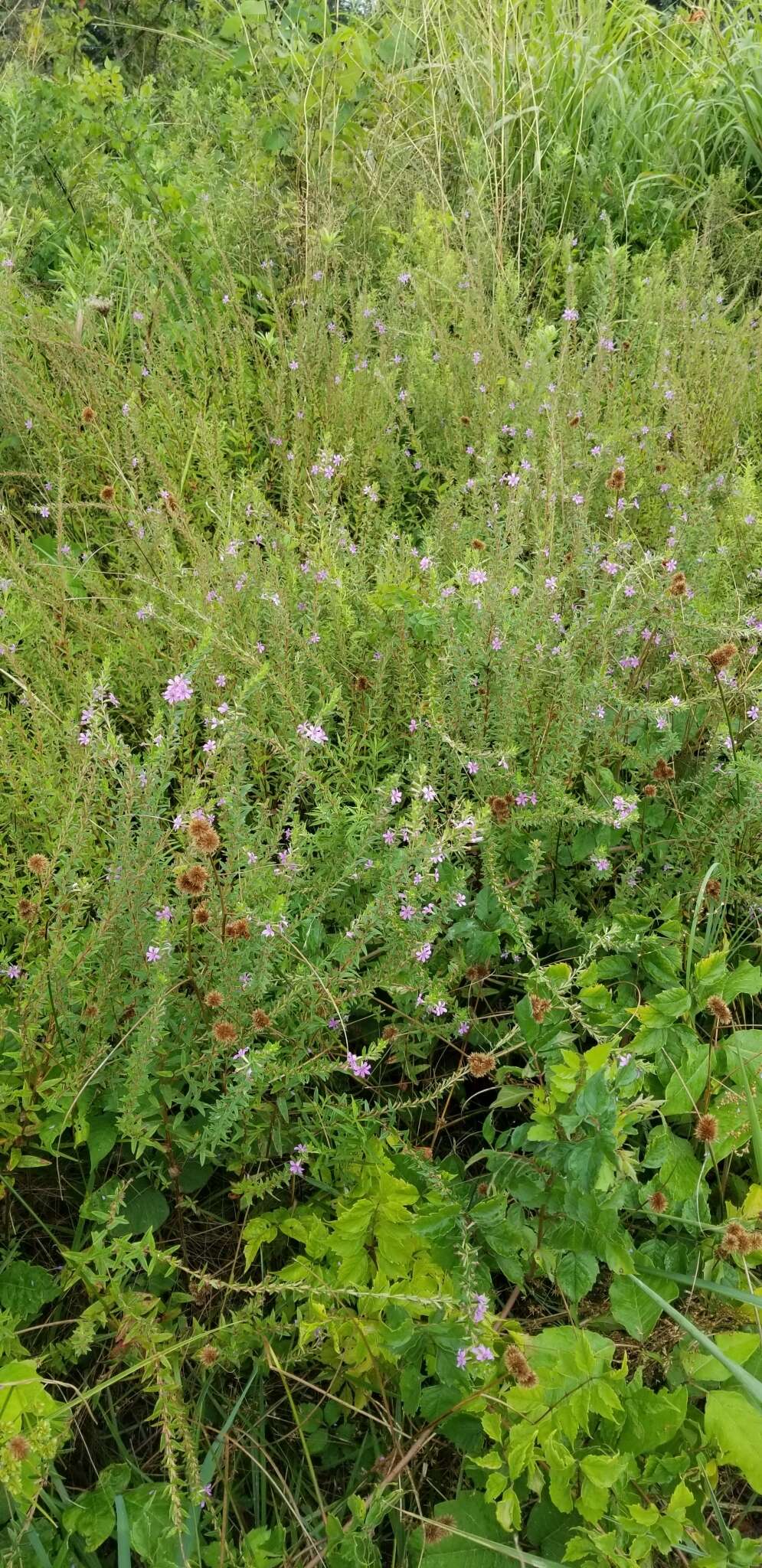 Image of winged lythrum