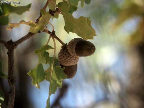 Image of Quercus infectoria subsp. veneris (A. Kern.) Meikle