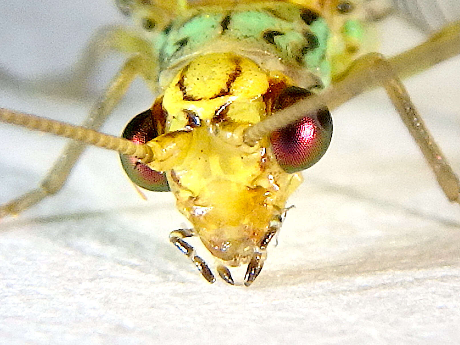 Image of Dictyochrysa