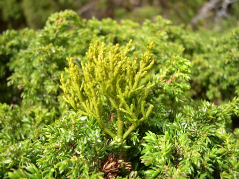 Image of Arceuthobium azoricum D. Wiens & F. G. Hawksworth