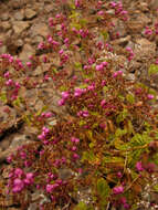 Image of Calceolaria purpurea R. Grah.