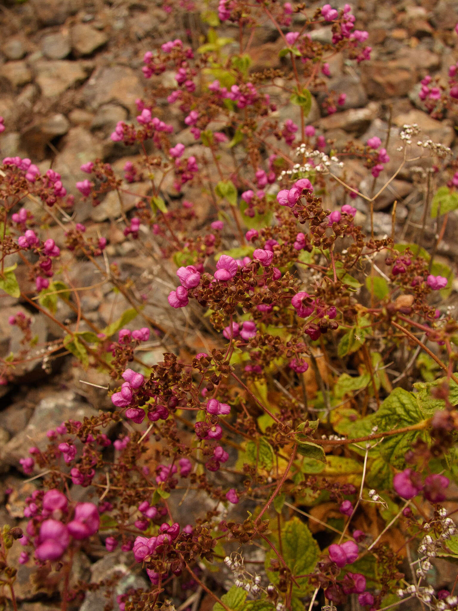 Image of Calceolaria purpurea R. Grah.