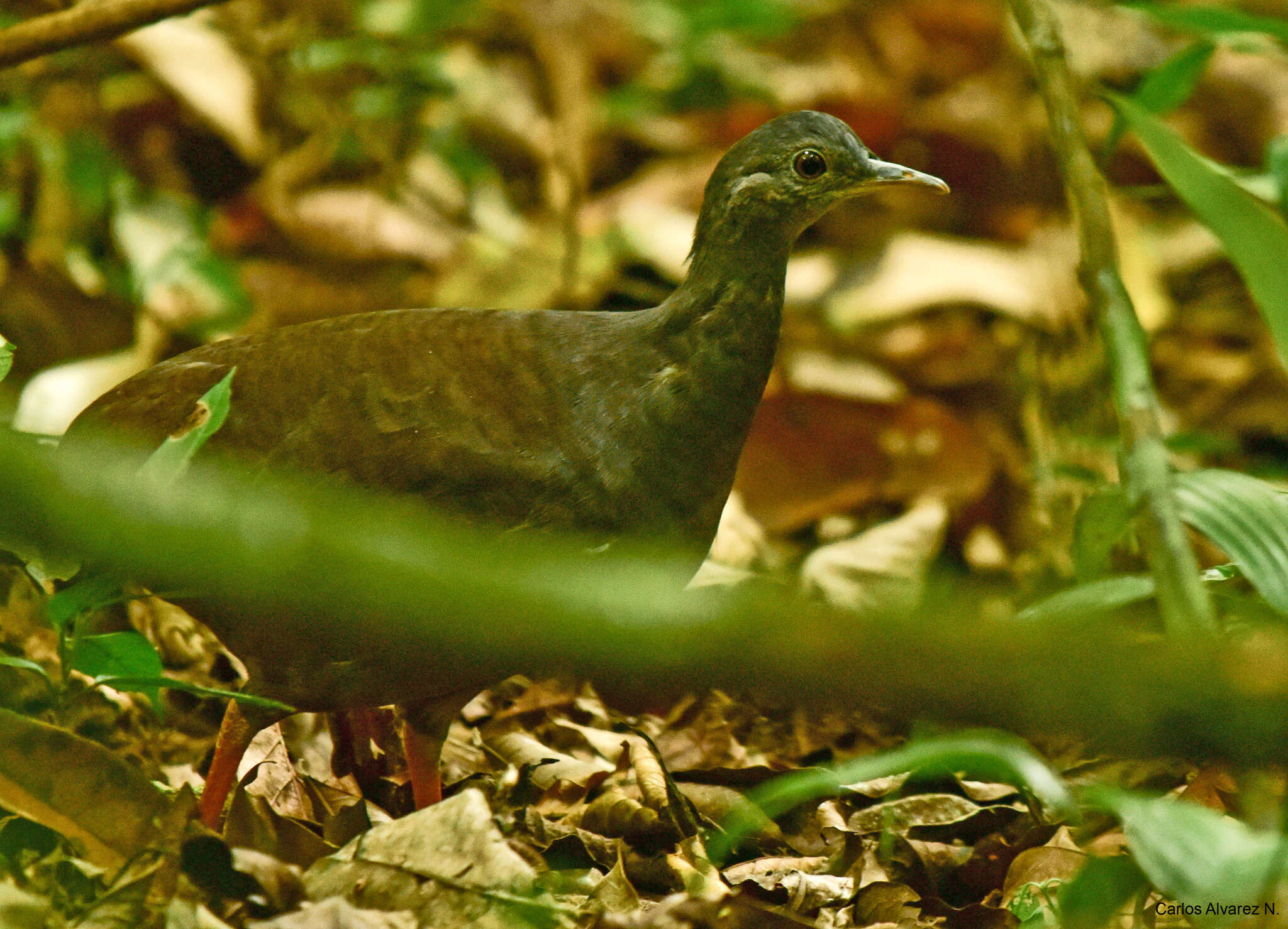 Image of Slaty-breasted Tinamou