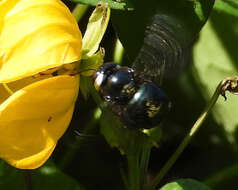 Plancia ëd Xylocopa muscaria (Fabricius 1775)