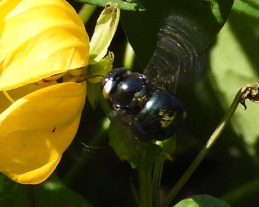 Imagem de Xylocopa muscaria (Fabricius 1775)