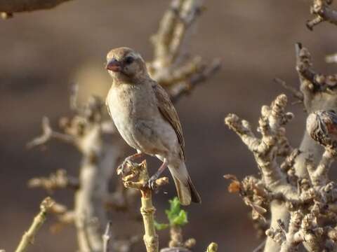 Image of Bush Petronia