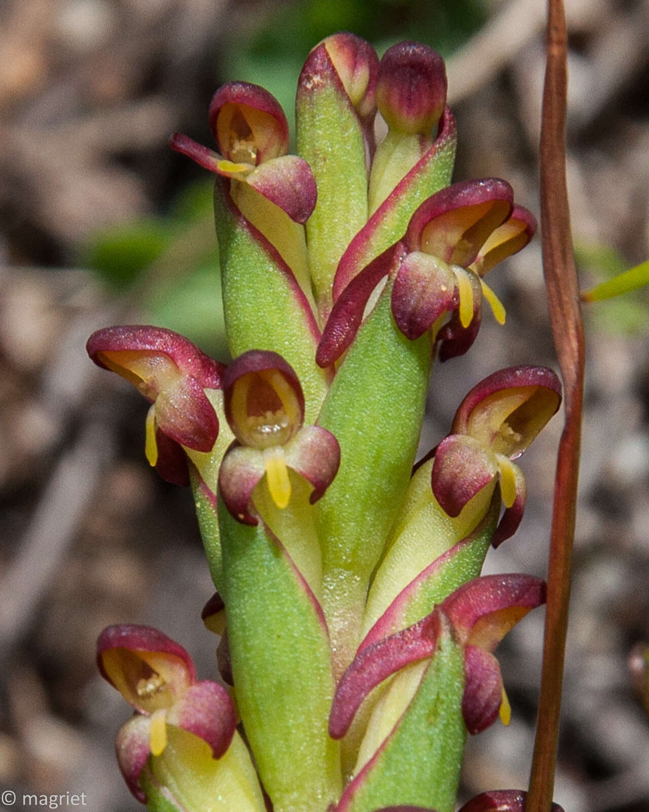 Imagem de Disa bracteata Sw.