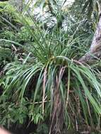 Image of Polynesian Twig-Rush