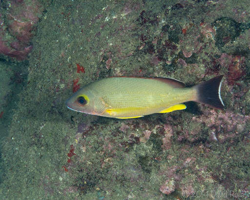 Image of Blacktail snapper