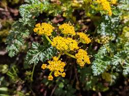 Lomatium hallii (S. Wats.) Coult. & Rose resmi