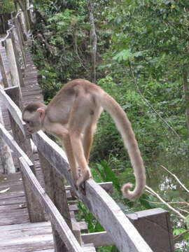 Image of Spix's white-fronted capuchin