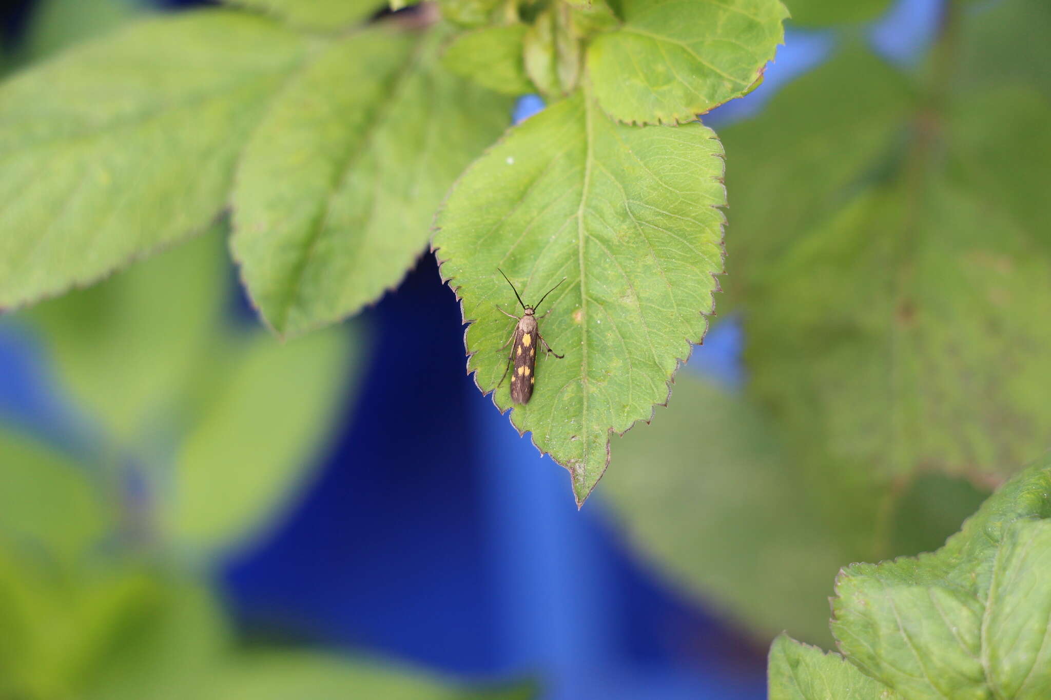 Image of Eretmocera impactella Walker 1864