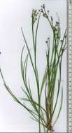 Imagem de Juncus microcephalus Kunth