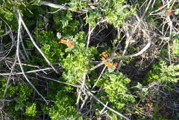 Image of Scarlet pelargonium