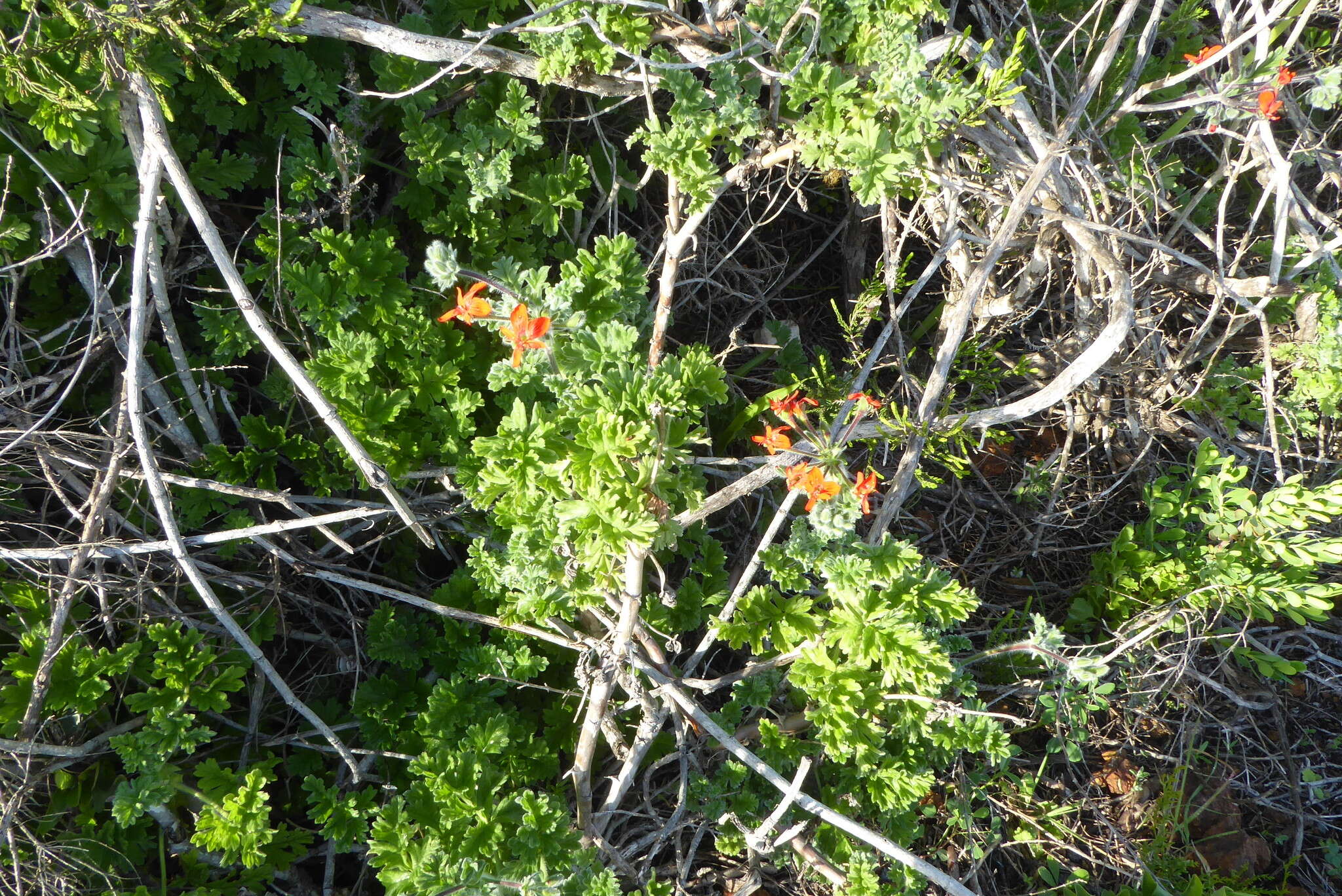 Image of Scarlet pelargonium