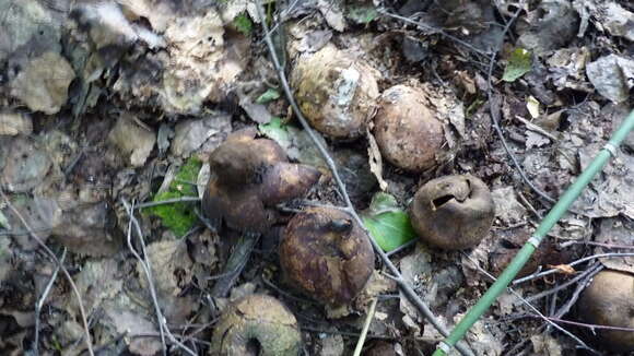 Image of Geastrum melanocephalum (Czern.) V. J. Staněk 1956