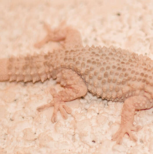 Image of Moorish Gecko