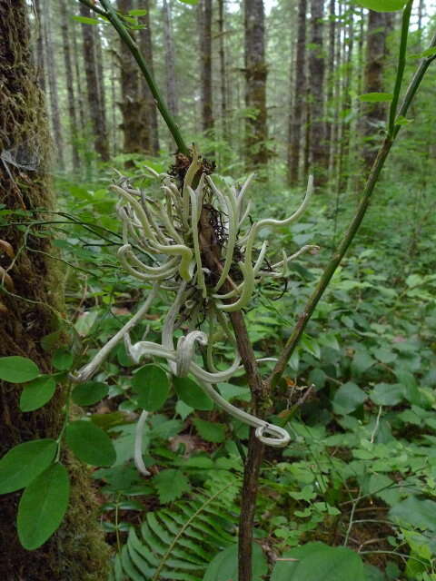 صورة Exobasidium parvifolii Hotson 1927