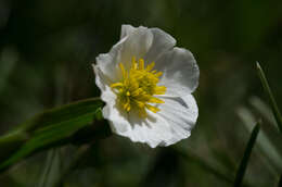 صورة Ranunculus amplexicaulis L.