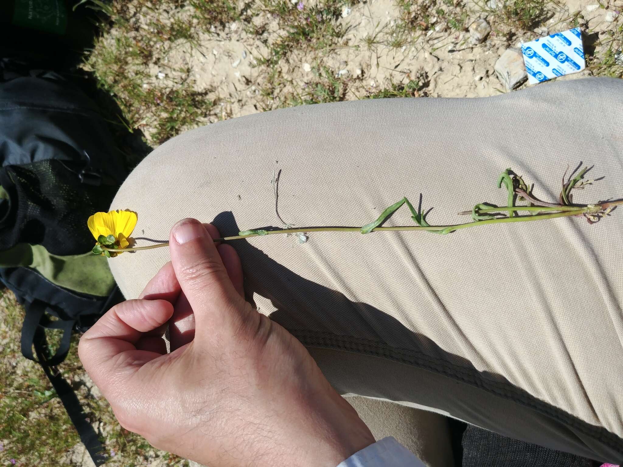 Image of leafstem tickseed