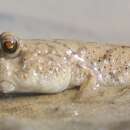 Image of New Guinea mudskipper