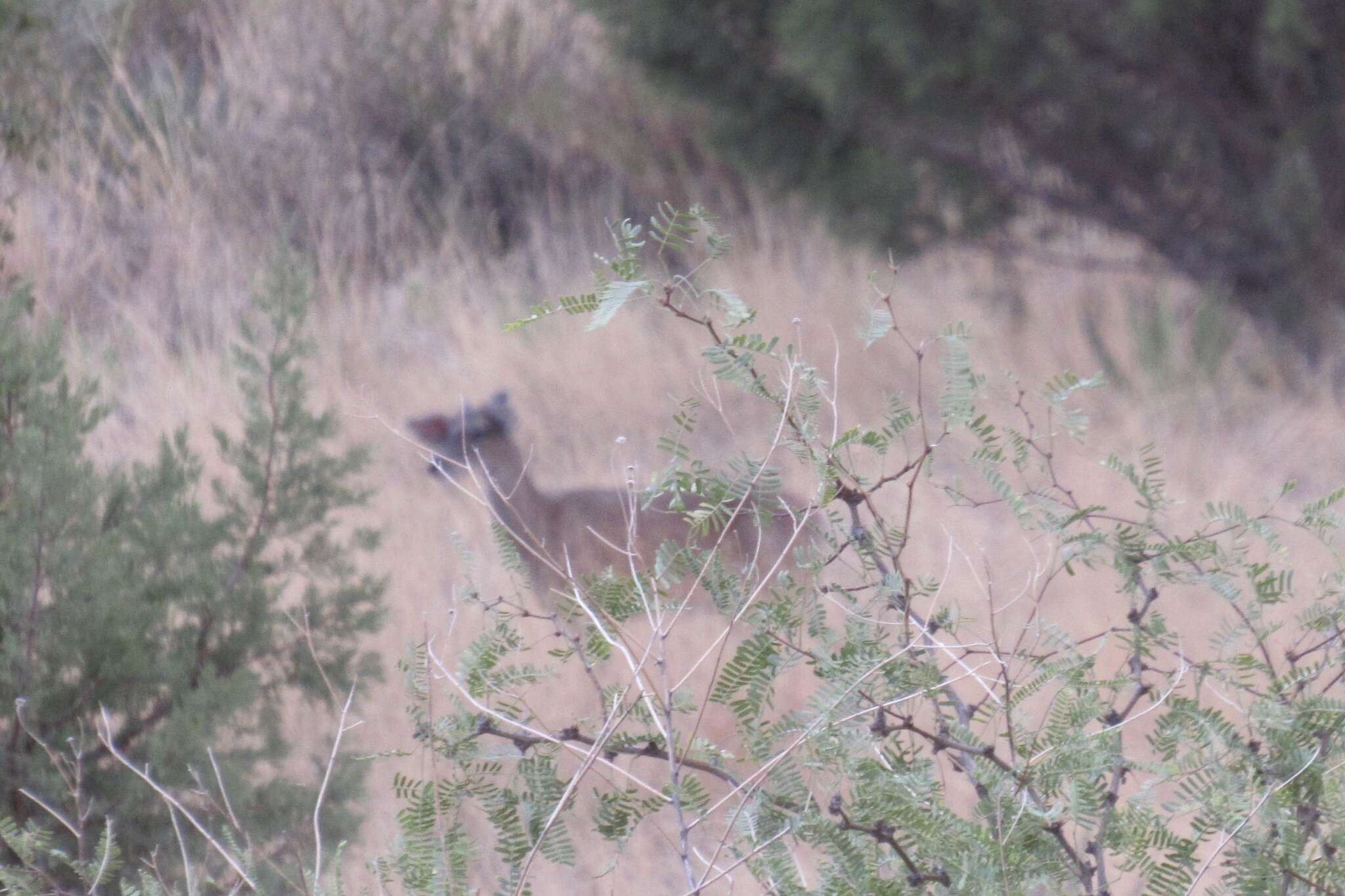 Image of Odocoileus virginianus couesi (Coues & Yarrow 1875)