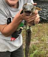 Image of African longfin eel