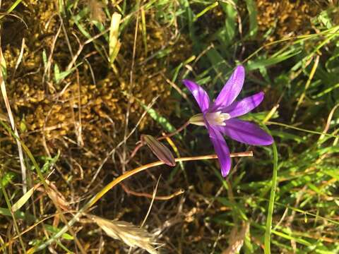 Image of crown brodiaea