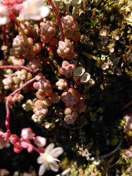 Image of Sedum brevifolium DC.