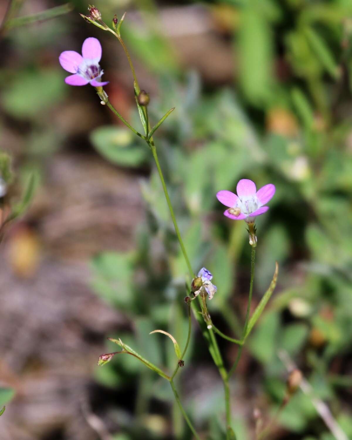 Image of Bridges' gilia