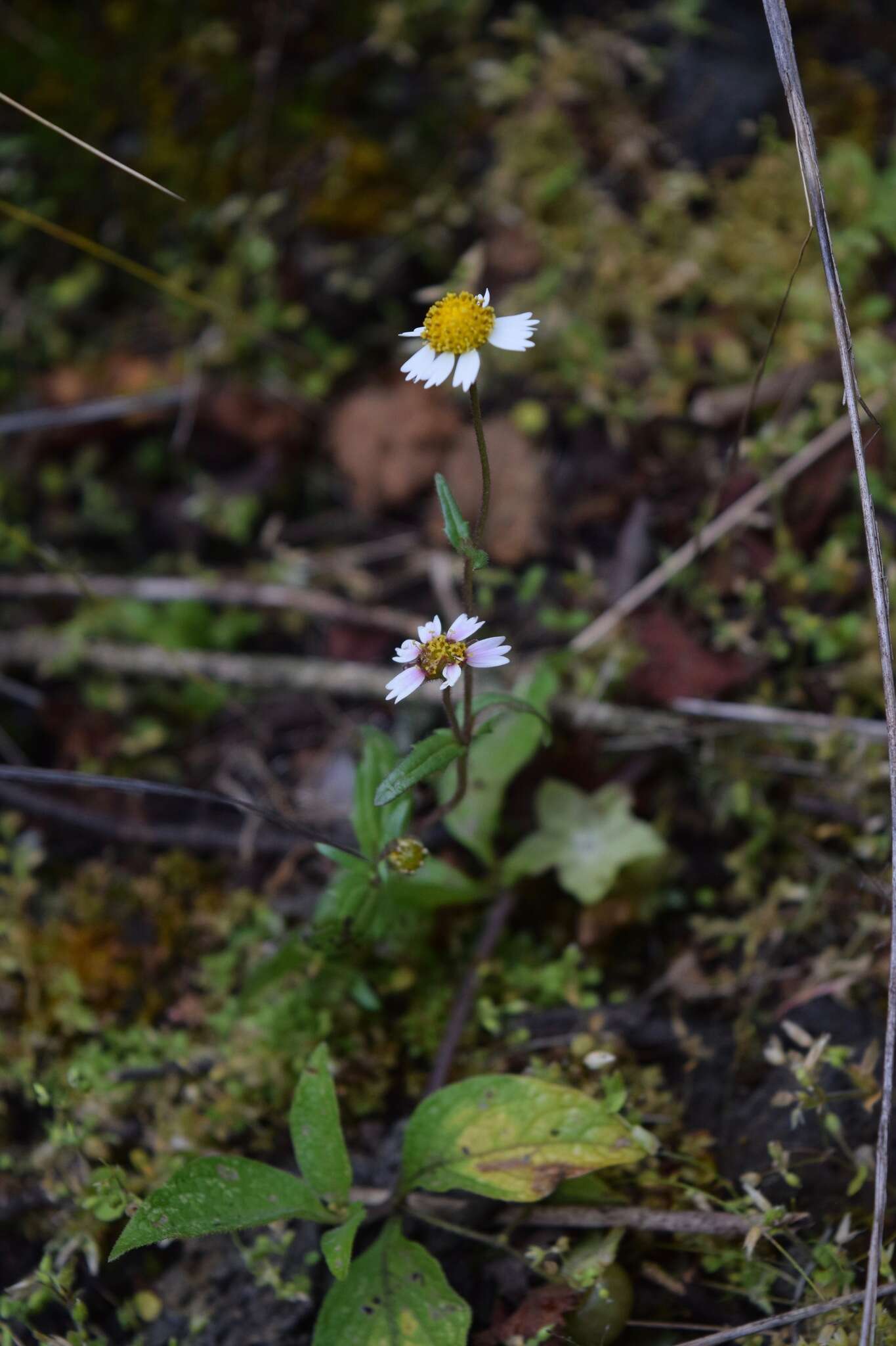 Sabazia humilis Cass. resmi