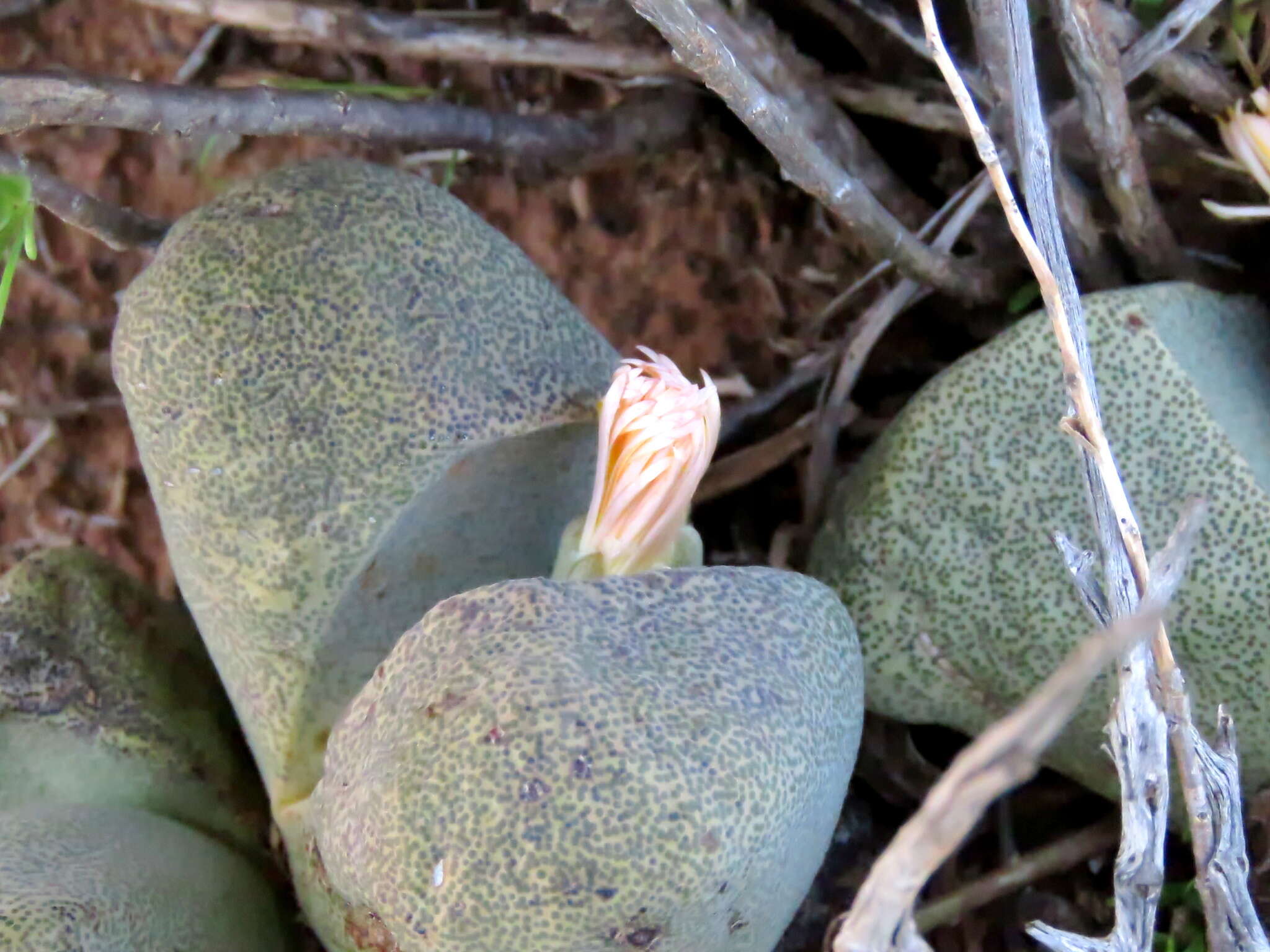 Plancia ëd Pleiospilos bolusii (Hook. fil.) N. E. Br.