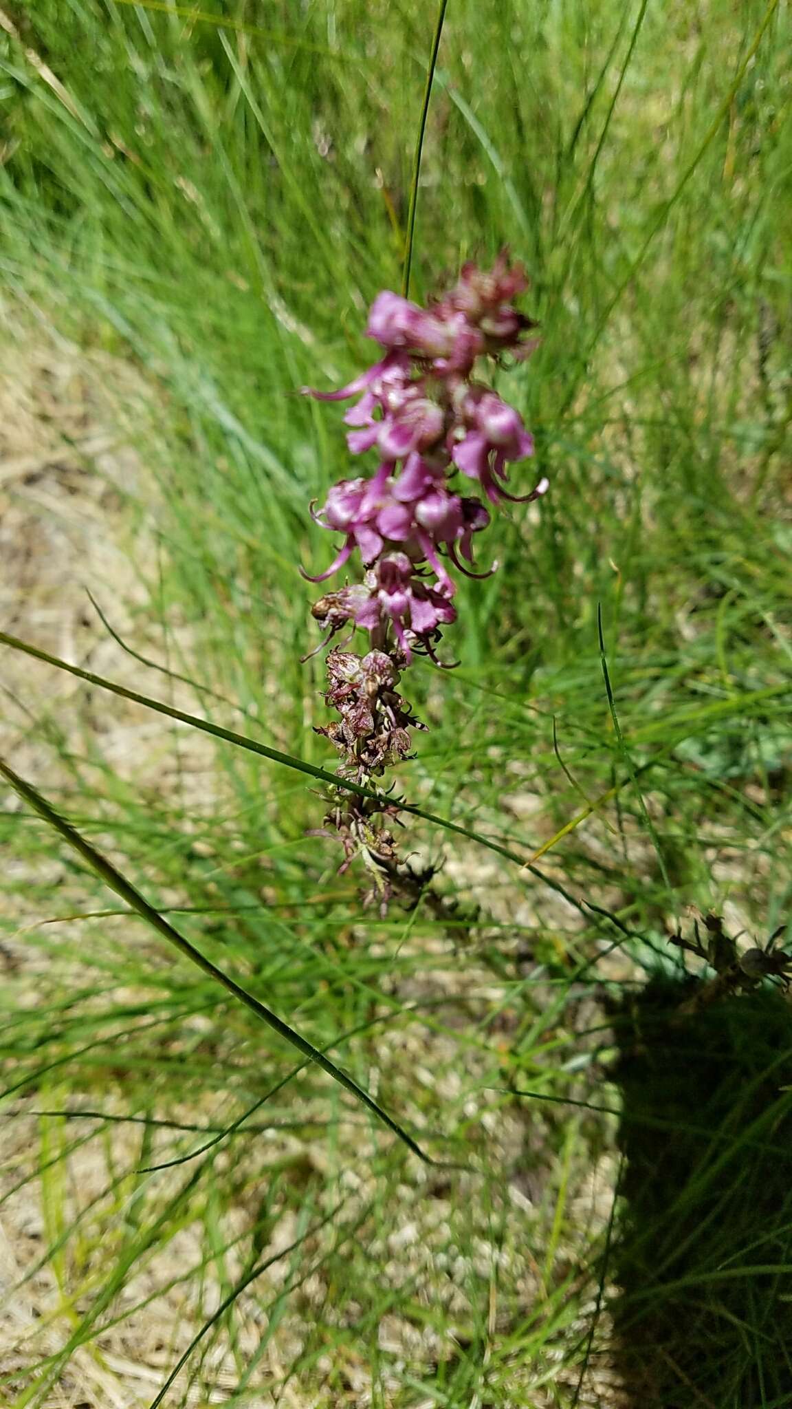 Image of elephanthead lousewort