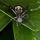 Image of Myrmecotypus iguazu Rubio & Arbino 2009