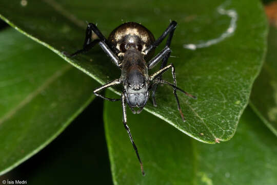 Image of Myrmecotypus iguazu Rubio & Arbino 2009