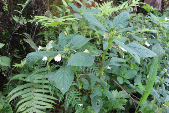 Impatiens burtonii Hook. fil. resmi