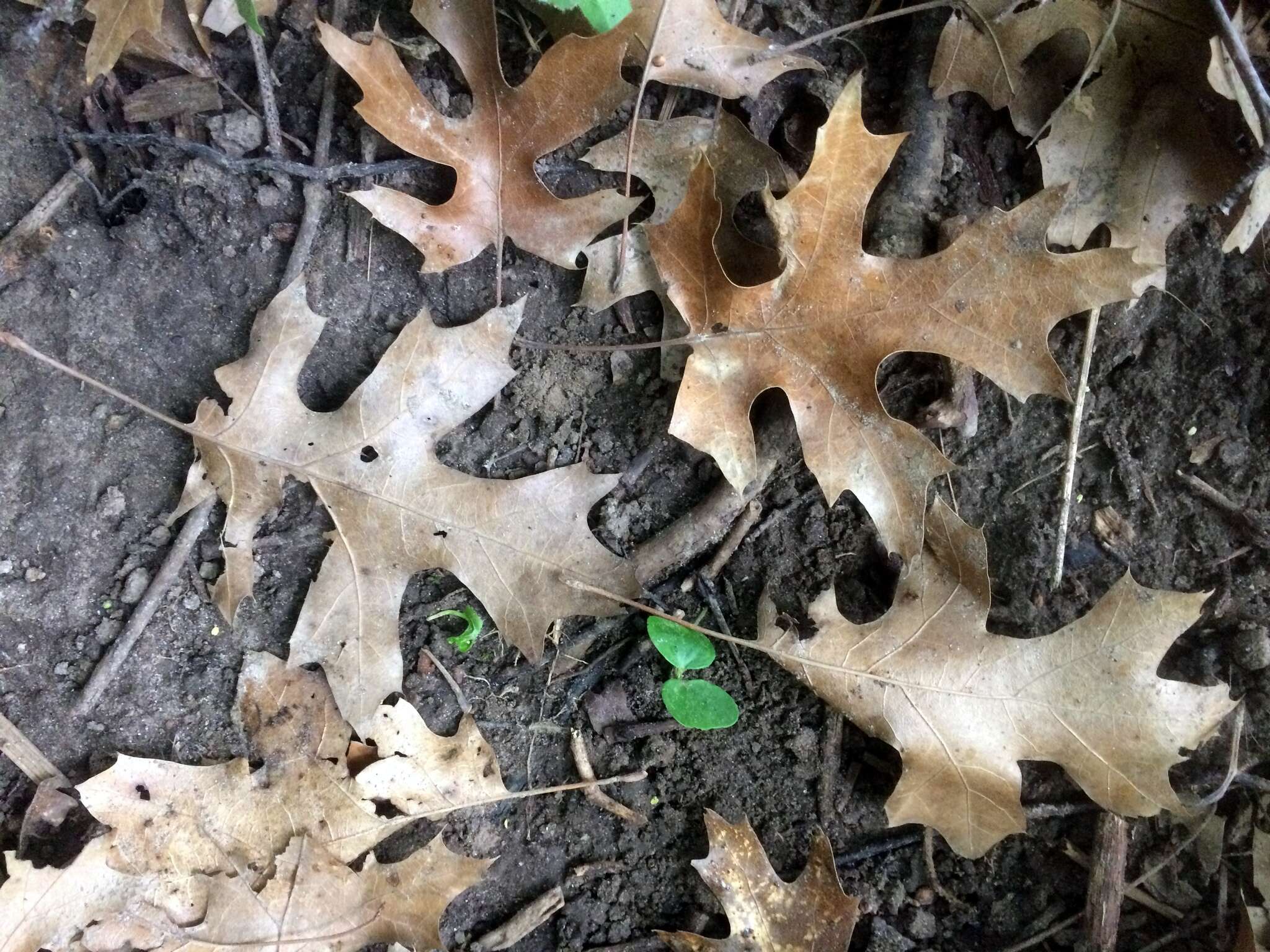 Quercus ellipsoidalis E. J. Hill resmi