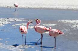 Image of James's Flamingo