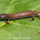 Image of Mustache False Brook Salamander