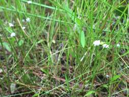 Eriocaulon aquaticum (Hill) Druce resmi