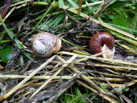 Image of Oregon Forestsnail