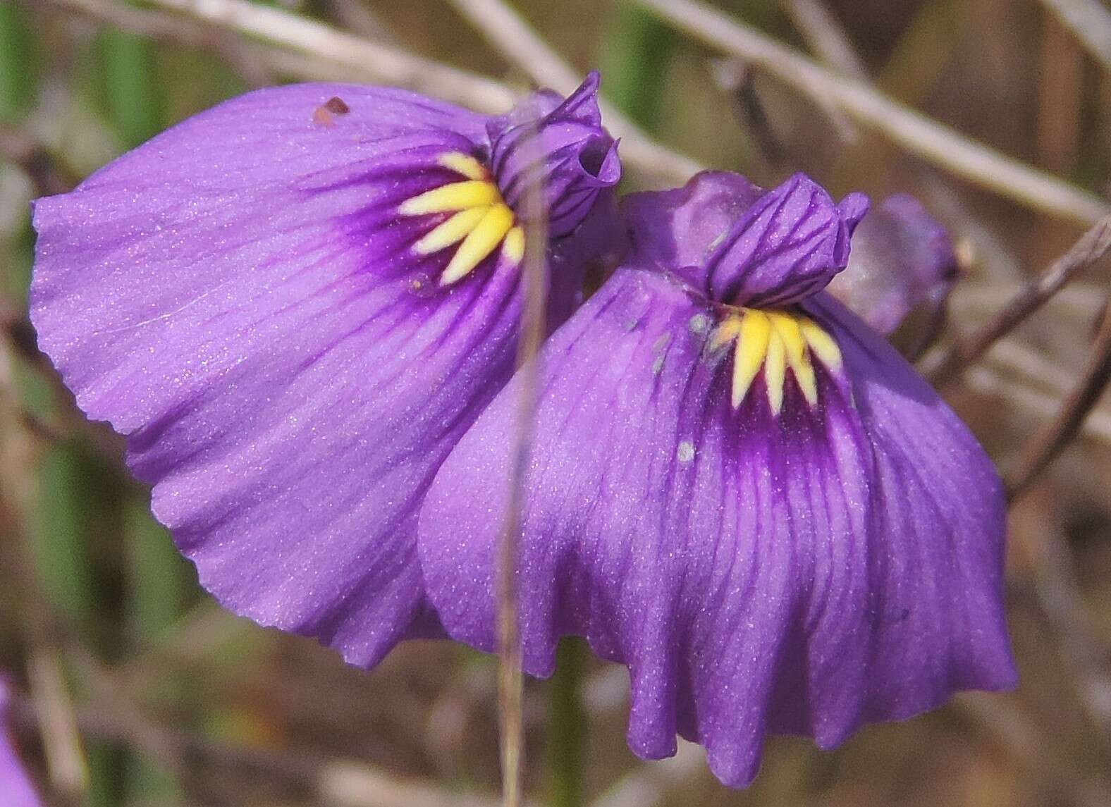 Image of Utricularia beaugleholei R. J. Gassin