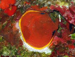 Image of nude thorny oyster