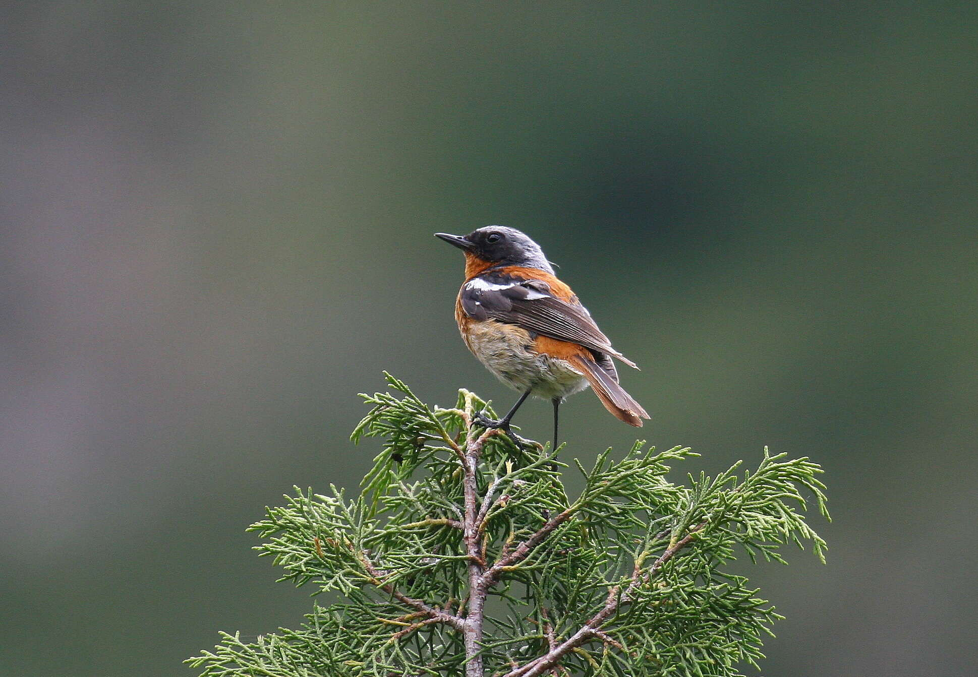 Image of Eversmann's Redstart