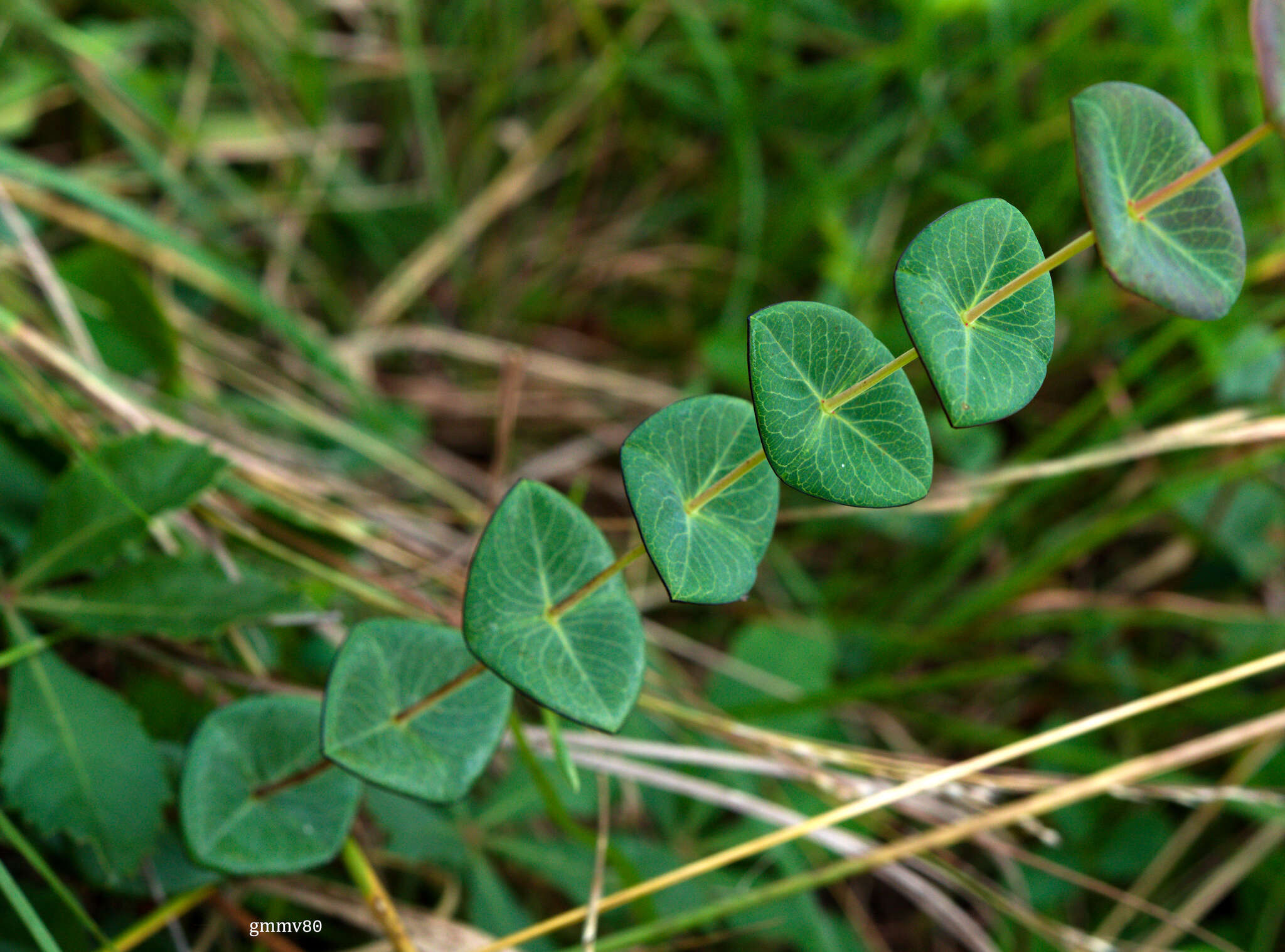 Image of Hypericum connatum Lam.