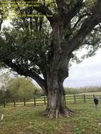 Image of Compton oak