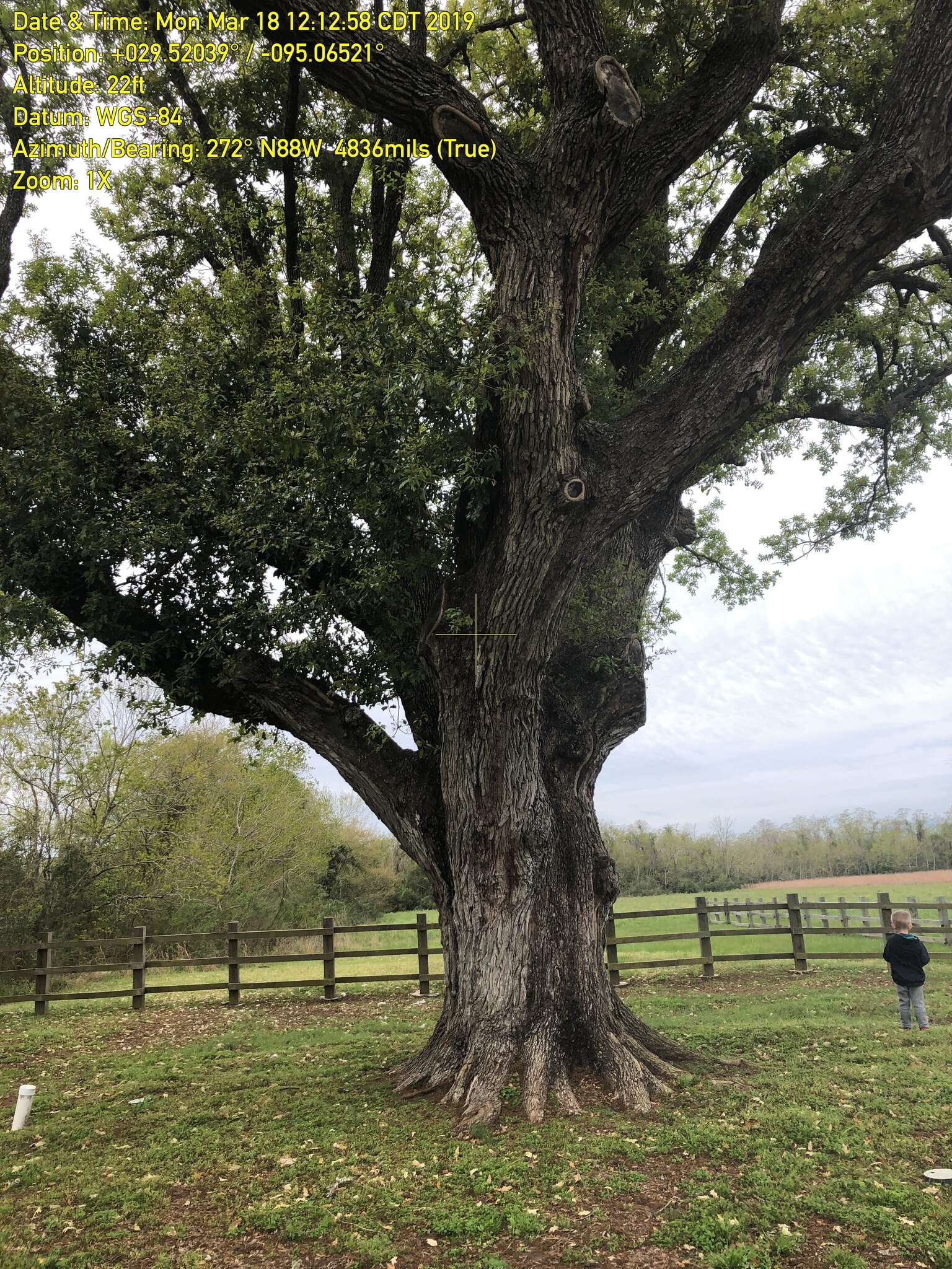 Image of Compton oak