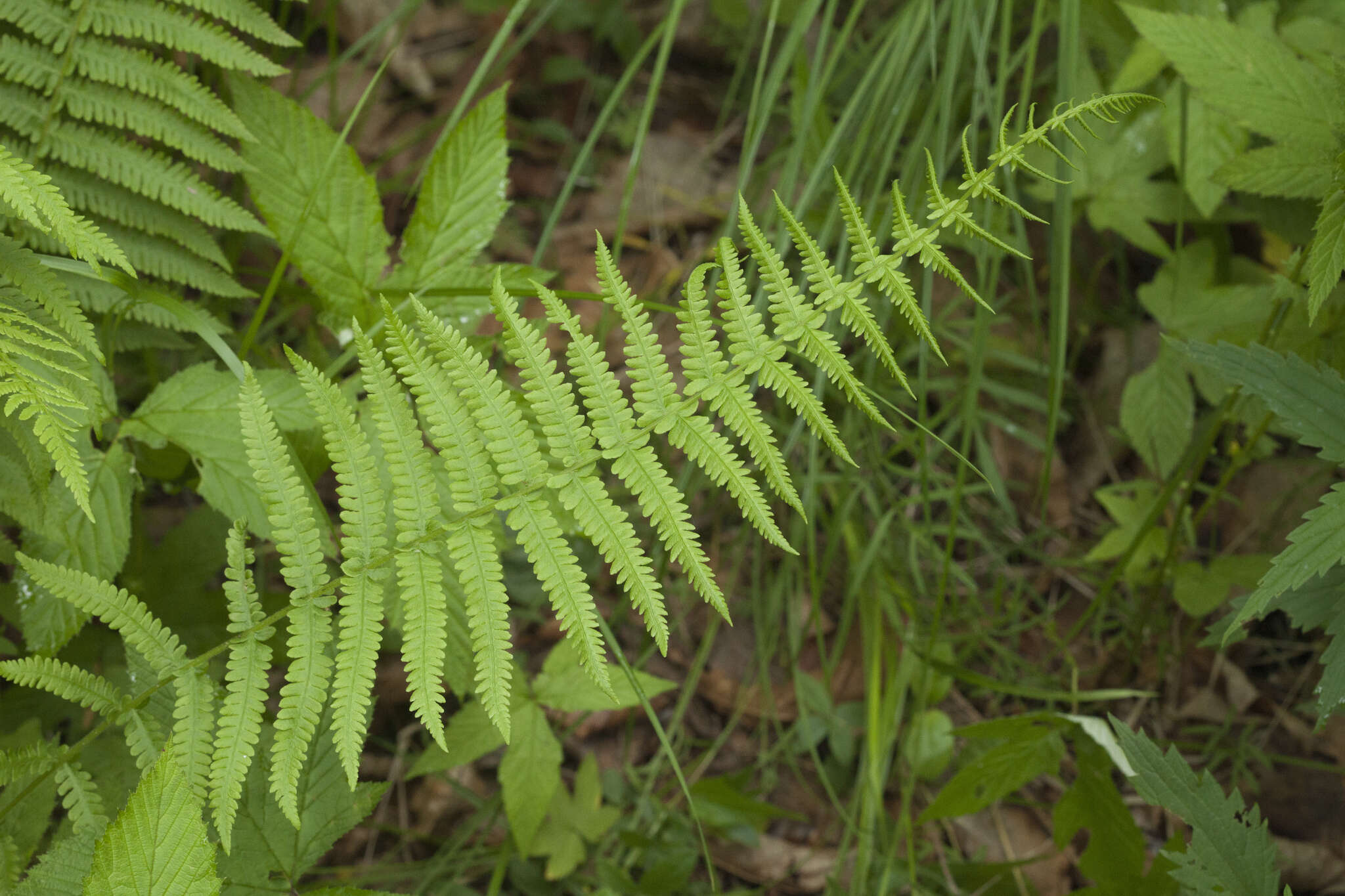 Image of Coryphopteris nipponica (Franch. & Sav.) S. E. Fawc. & A. R. Sm.