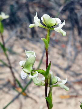 Disperis circumflexa subsp. aemula (Schltr.) J. C. Manning resmi