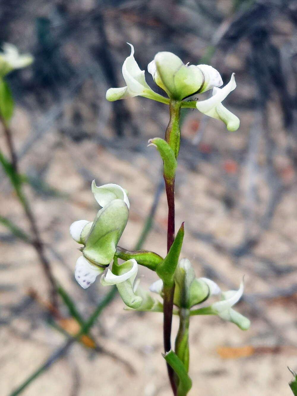 Image of Disperis circumflexa subsp. aemula (Schltr.) J. C. Manning